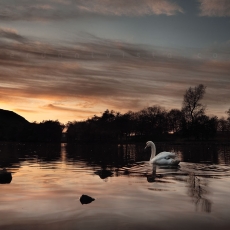 Swanning Around In The Gloaming